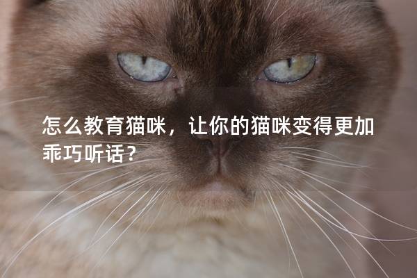 怎么教育猫咪，让你的猫咪变得更加乖巧听话？