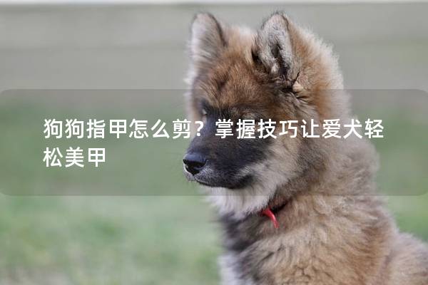 狗狗指甲怎么剪？掌握技巧让爱犬轻松美甲