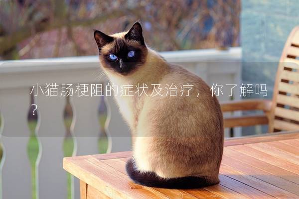 小猫肠梗阻的症状及治疗，你了解吗？