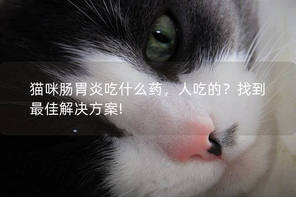 猫咪肠胃炎吃什么药，人吃的？找到最佳解决方案!