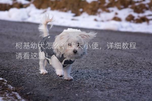 柯基幼犬怎么训练大小便，详细教程请看这里!