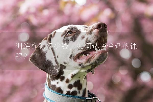 训练狗狗多少钱，如何选择合适的课程？