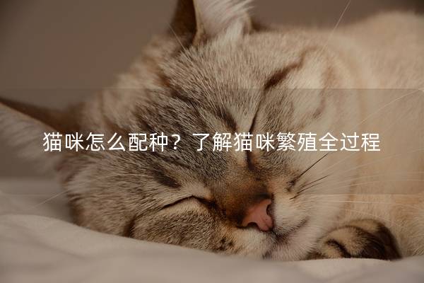 猫咪怎么配种？了解猫咪繁殖全过程