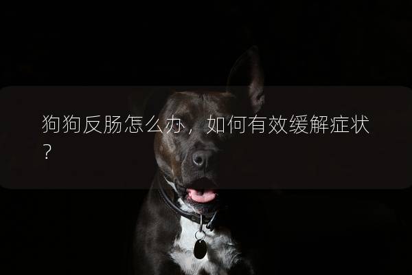 狗狗反肠怎么办，如何有效缓解症状？
