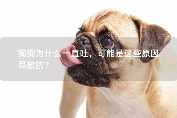狗狗为什么一直吐，可能是这些原因导致的？