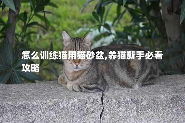 怎么训练猫用猫砂盆,养猫新手必看攻略