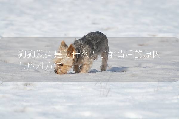 狗狗发抖是为什么？了解背后的原因与应对方法