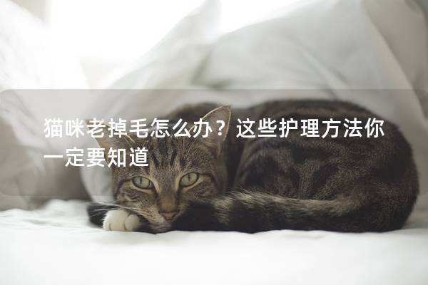 猫咪老掉毛怎么办？这些护理方法你一定要知道