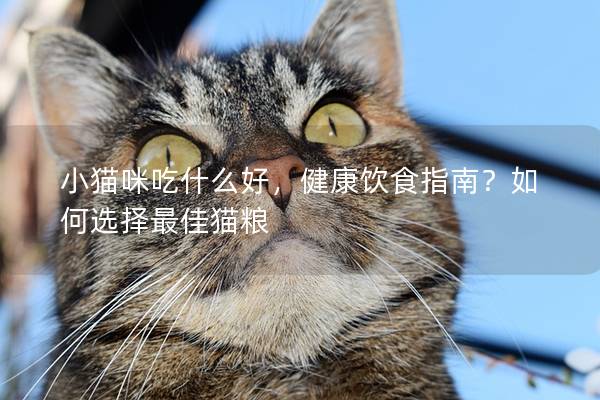 小猫咪吃什么好，健康饮食指南？如何选择最佳猫粮