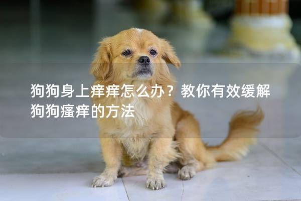 狗狗身上痒痒怎么办？教你有效缓解狗狗瘙痒的方法