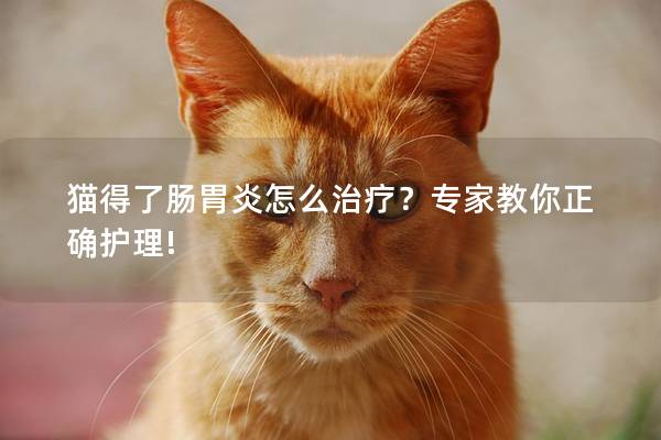 猫得了肠胃炎怎么治疗？专家教你正确护理!