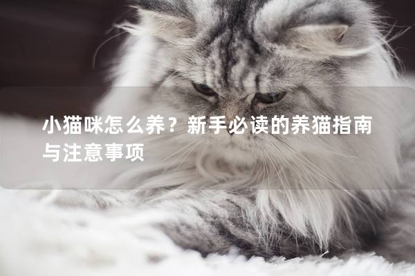 小猫咪怎么养？新手必读的养猫指南与注意事项