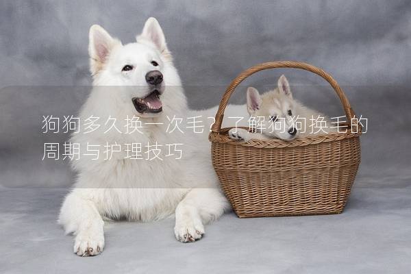 狗狗多久换一次毛？了解狗狗换毛的周期与护理技巧