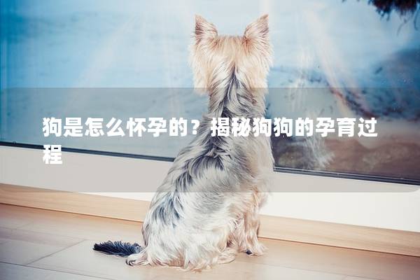 狗是怎么怀孕的？揭秘狗狗的孕育过程