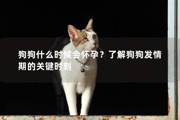 狗狗什么时候会怀孕？了解狗狗发情期的关键时刻