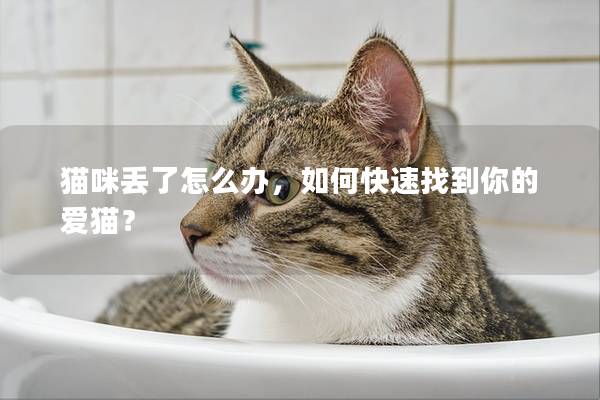 猫咪丢了怎么办，如何快速找到你的爱猫？