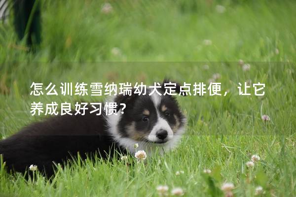 怎么训练雪纳瑞幼犬定点排便，让它养成良好习惯？