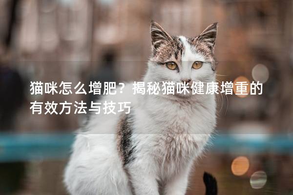 猫咪怎么增肥？揭秘猫咪健康增重的有效方法与技巧