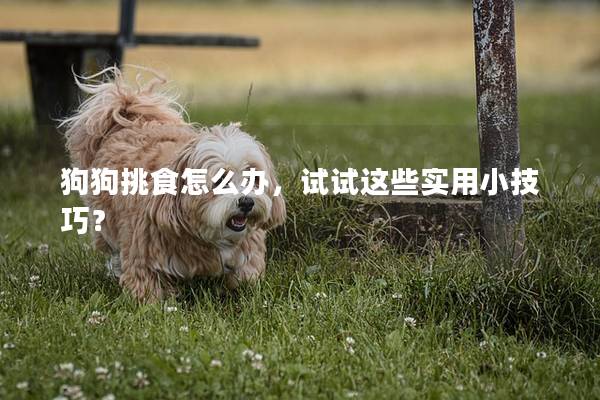 狗狗挑食怎么办，试试这些实用小技巧？