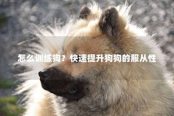 怎么训练狗？快速提升狗狗的服从性