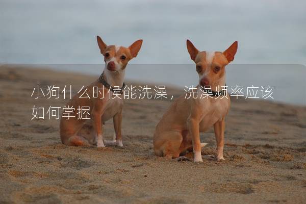 小狗什么时候能洗澡，洗澡频率应该如何掌握