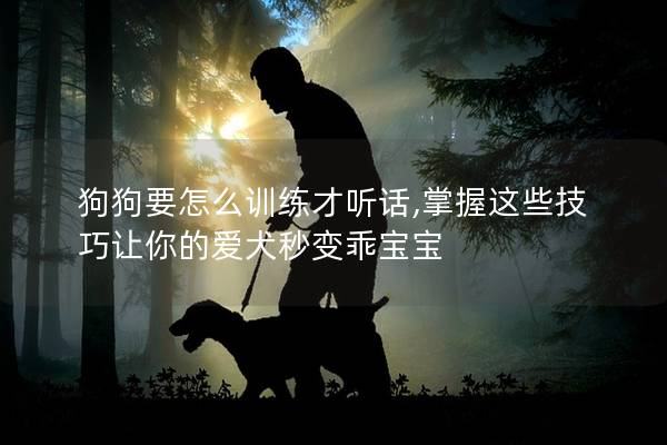 狗狗要怎么训练才听话,掌握这些技巧让你的爱犬秒变乖宝宝