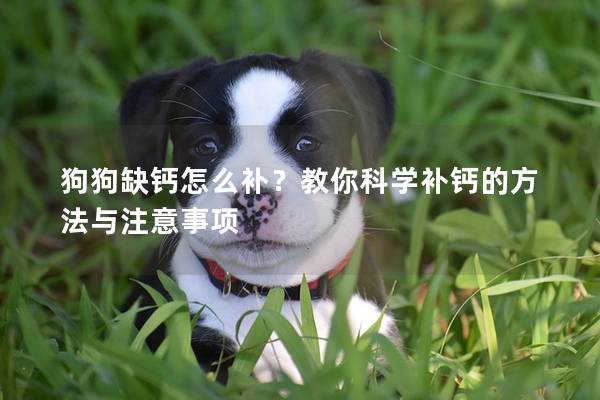 狗狗缺钙怎么补？教你科学补钙的方法与注意事项