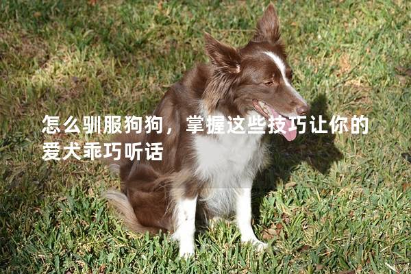 怎么驯服狗狗，掌握这些技巧让你的爱犬乖巧听话