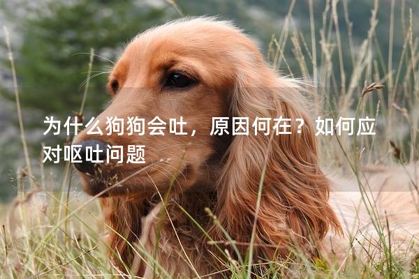 为什么狗狗会吐，原因何在？如何应对呕吐问题