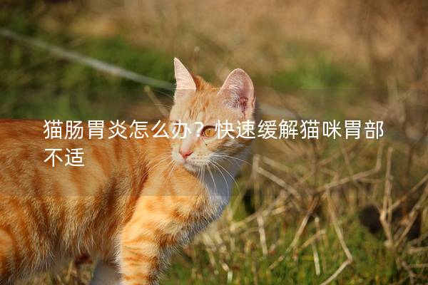猫肠胃炎怎么办？快速缓解猫咪胃部不适