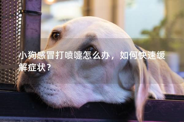 小狗感冒打喷嚏怎么办，如何快速缓解症状？