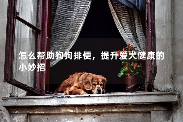 怎么帮助狗狗排便，提升爱犬健康的小妙招