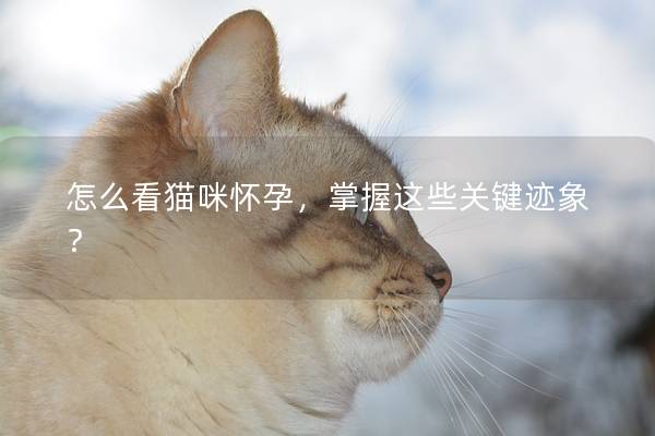 怎么看猫咪怀孕，掌握这些关键迹象？