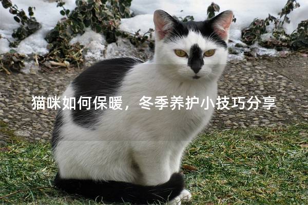 猫咪如何保暖，冬季养护小技巧分享
