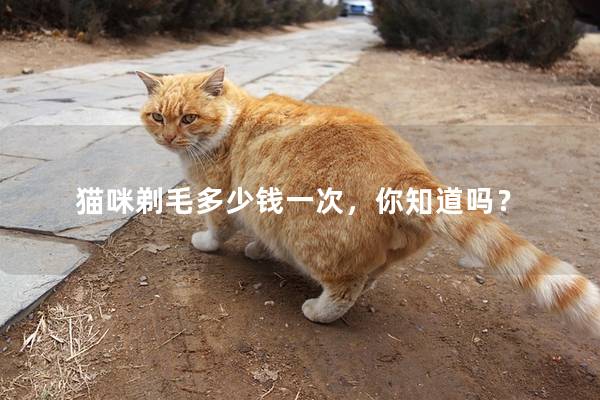 猫咪剃毛多少钱一次，你知道吗？