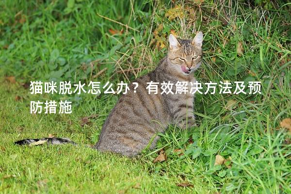 猫咪脱水怎么办？有效解决方法及预防措施