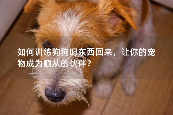 如何训练狗狗叼东西回来，让你的宠物成为顺从的伙伴？