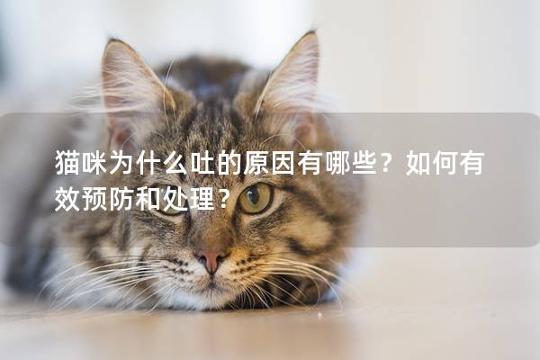 猫咪为什么吐的原因有哪些？如何有效预防和处理？
