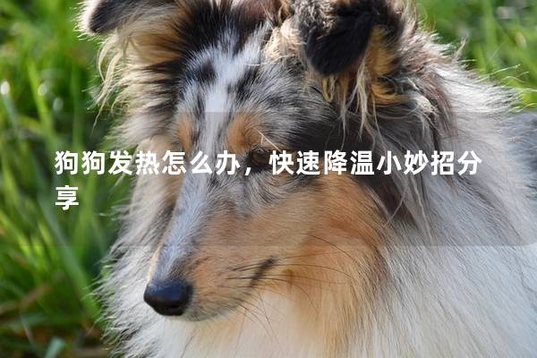 狗狗发热怎么办，快速降温小妙招分享