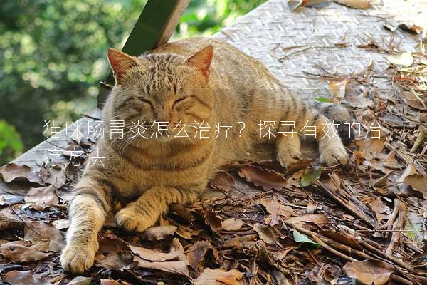 猫咪肠胃炎怎么治疗？探寻有效的治疗方法