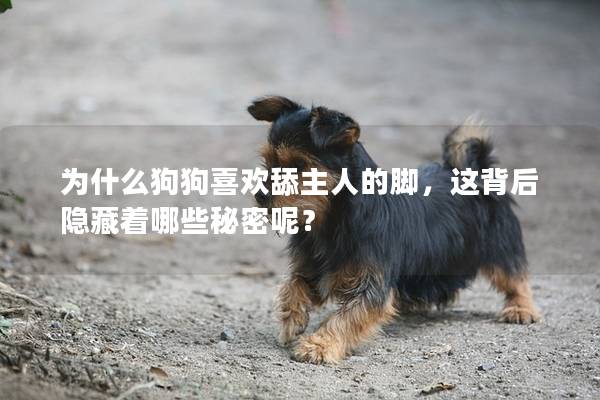为什么狗狗喜欢舔主人的脚，这背后隐藏着哪些秘密呢？