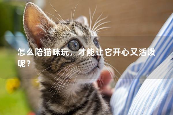 怎么陪猫咪玩，才能让它开心又活泼呢？