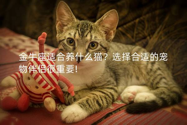 金牛座适合养什么猫？选择合适的宠物伴侣很重要!