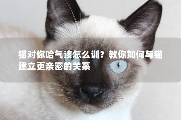 猫对你哈气该怎么训？教你如何与猫建立更亲密的关系