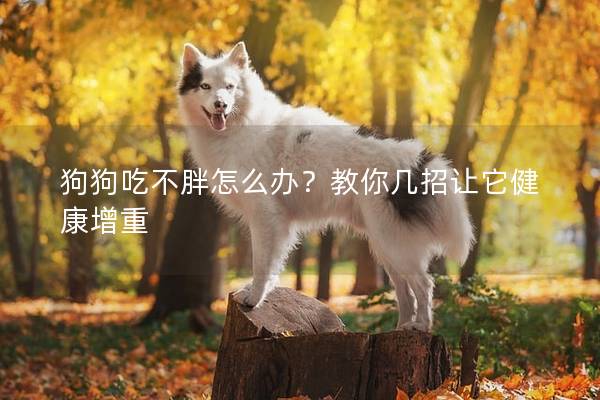狗狗吃不胖怎么办？教你几招让它健康增重