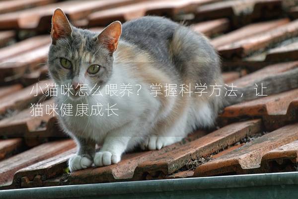 小猫咪怎么喂养？掌握科学方法，让猫咪健康成长