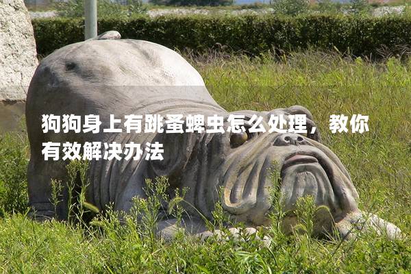 狗狗身上有跳蚤蜱虫怎么处理，教你有效解决办法