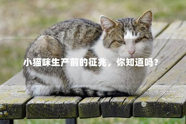 小猫咪生产前的征兆，你知道吗？