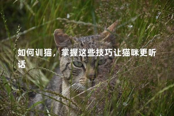 如何训猫，掌握这些技巧让猫咪更听话