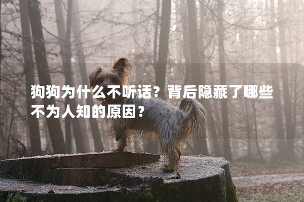 狗狗为什么不听话？背后隐藏了哪些不为人知的原因？